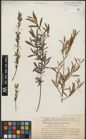 Foto von Salix purpurea L. x Salix repens L.